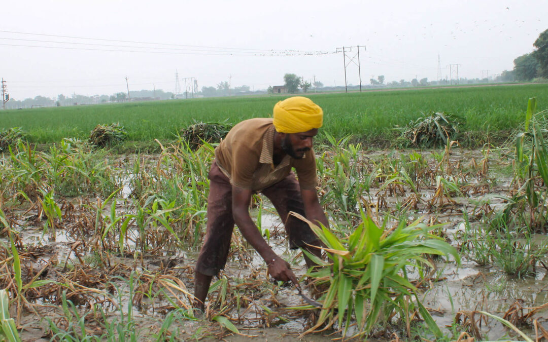 What Prevents a Solution to the Problem of Falling Groundwater Tables in Punjab